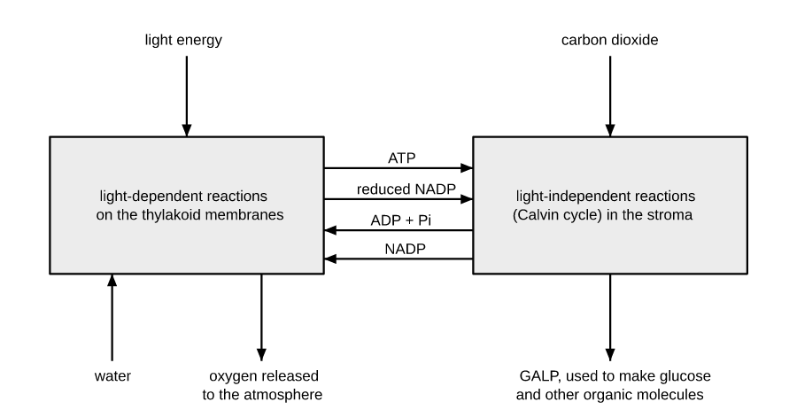 The two stages of photosynthesis. The light-dependent reactions on the thylakoid membranes use light energy and water, release oxygen, and pass ATP and reduced NADP to the light-independent reactions (Calvin cycle) in the stroma. These fix carbon dioxide into GALP and return ADP, Pi and NADP.